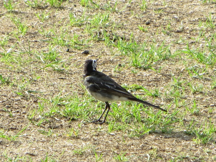Pied Wagtail
