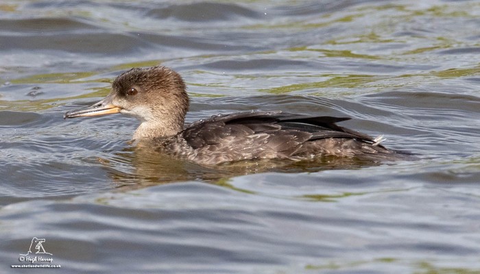 Hooded Merganser