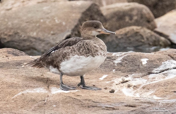 Hooded Merganser