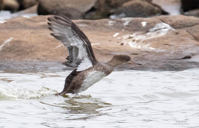 Hooded Merganser