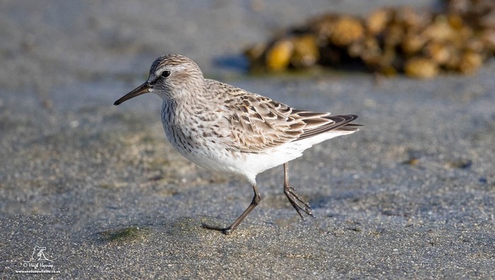 White-rumped Sandpiper