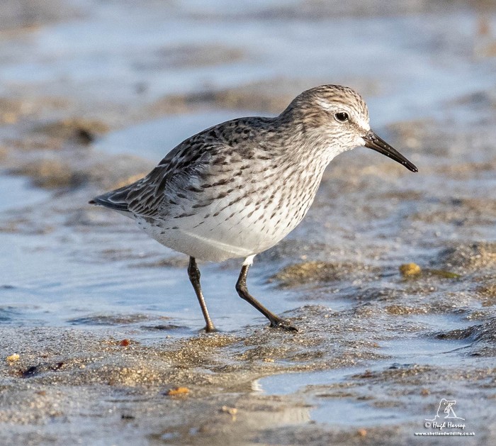 White-rumped Sandpiper