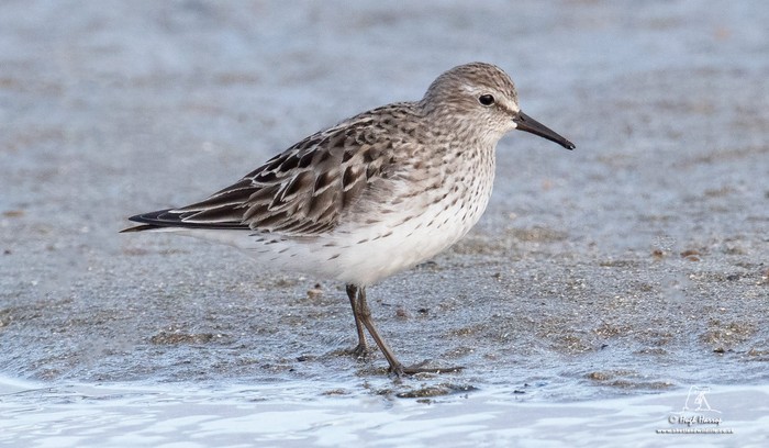White-rumped Sandpiper