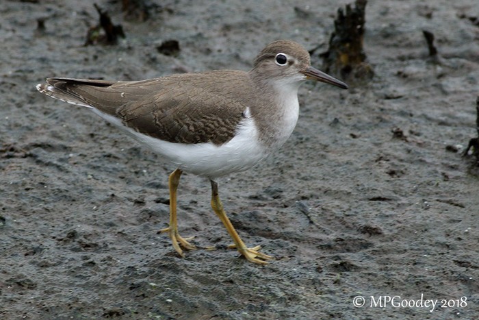 Spotted Sandpiper