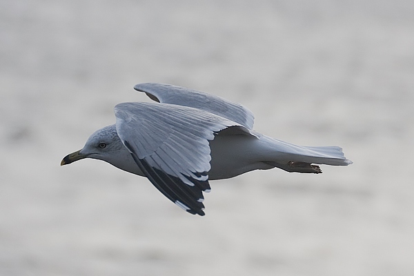 Ring-billed Gull