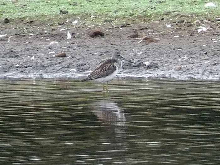 Greenshank