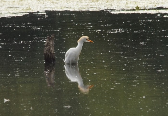 Cattle Egret
