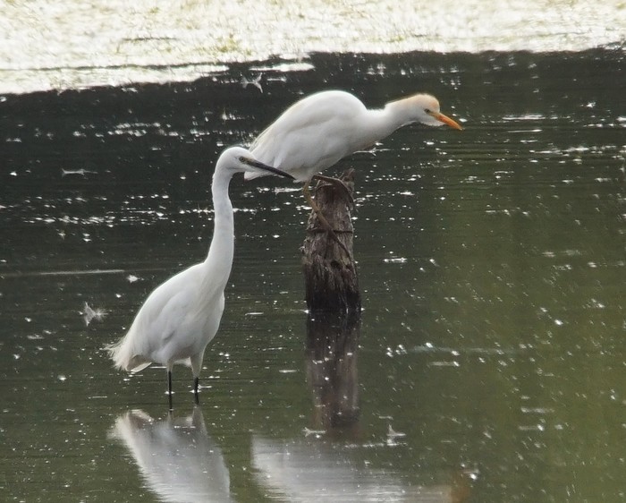 Cattle egret