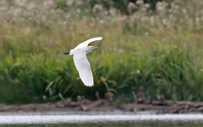 Cattle Egret