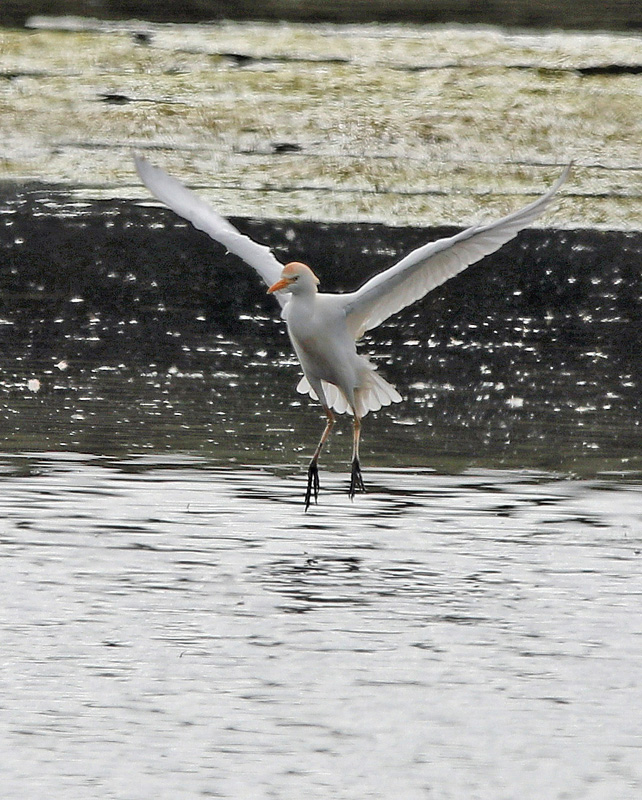 Cattle Egret