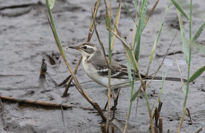 Citrine Wagtail