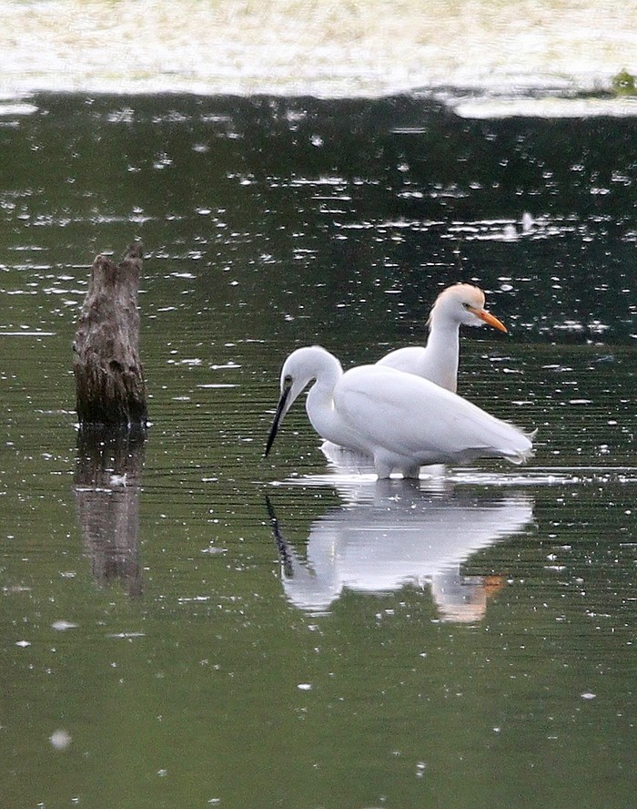 Cattle Egret