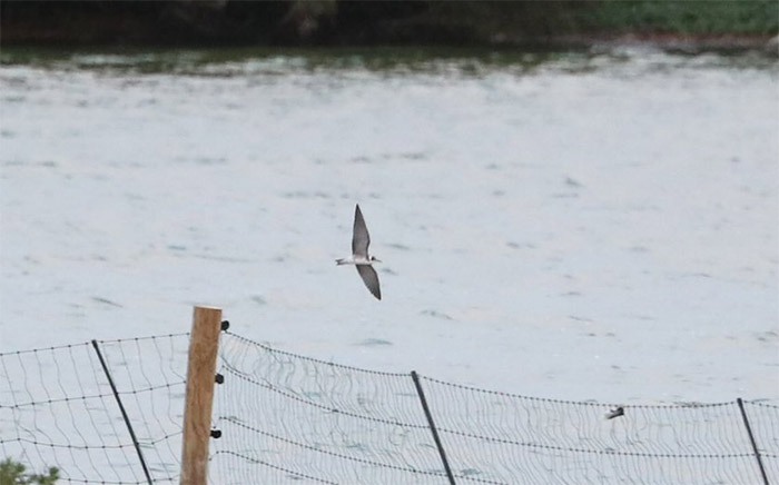 American Black Tern