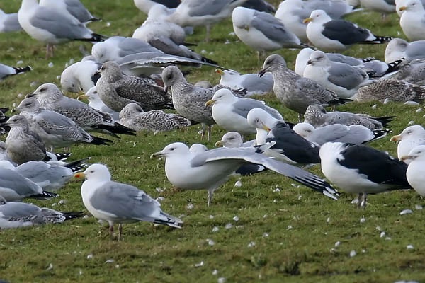 Caspian Gull