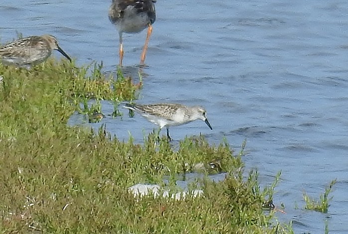 Semipalmated Sandpiper