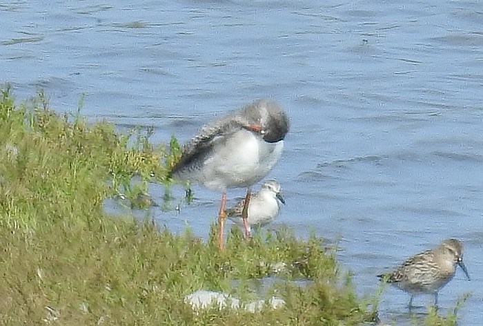 Semipalmated Sandpiper