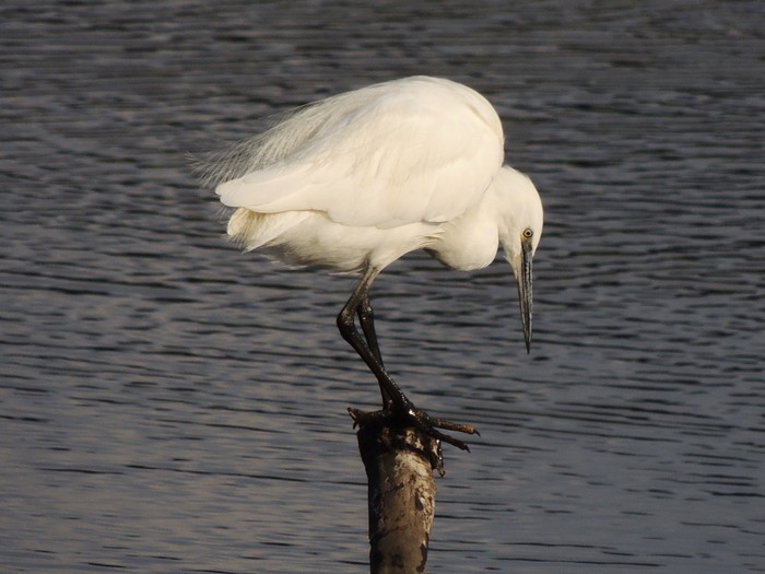 Little Egret