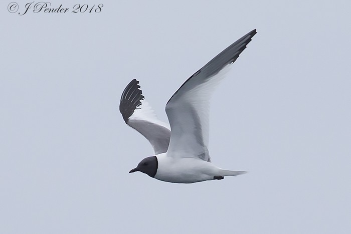 Sabine's Gull