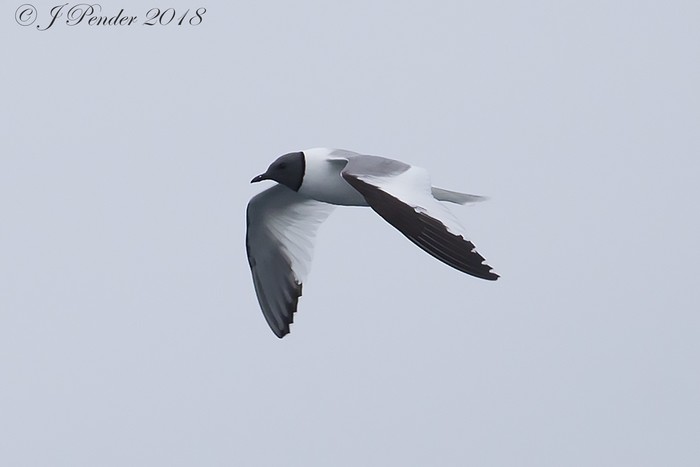 Sabine's Gull