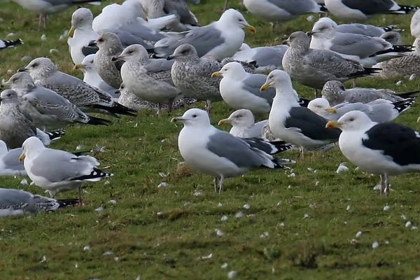 Caspian Gull