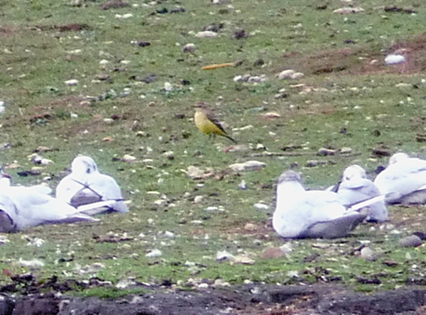Yellow Wagtail