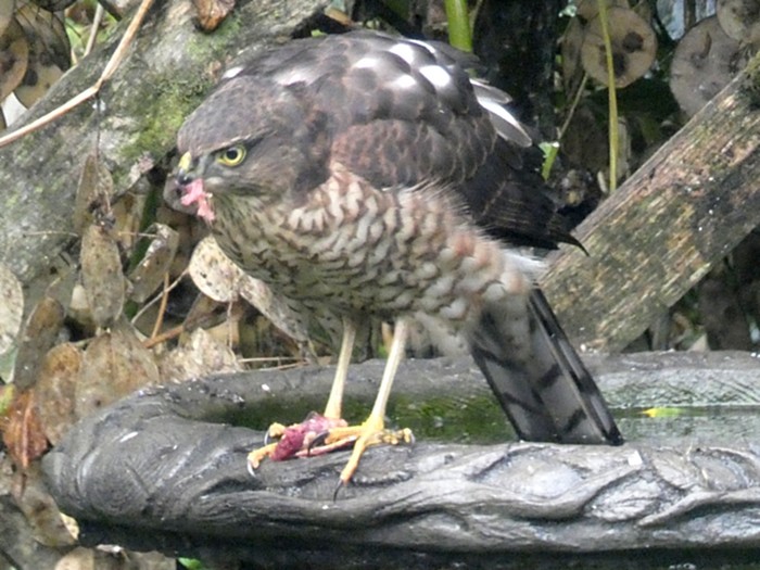 Sparrowhawk
