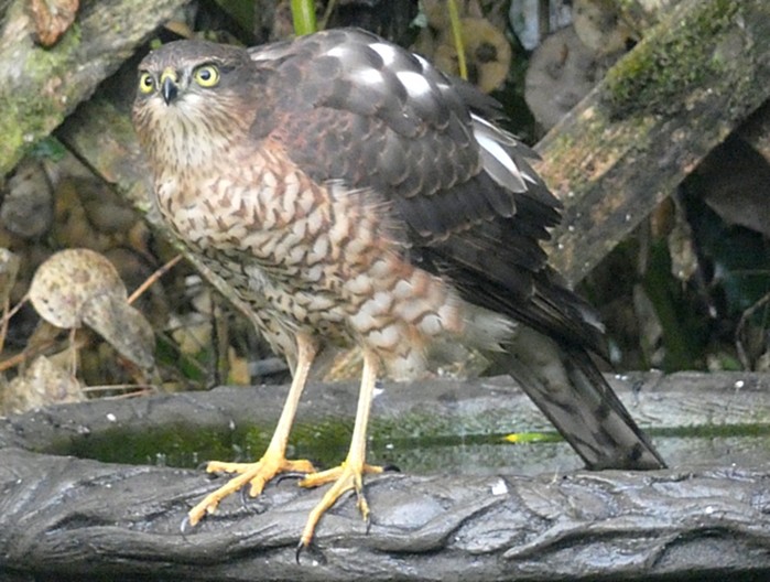 Sparrowhawk