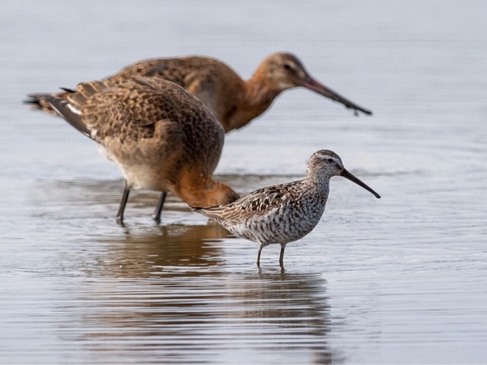 Stilt Sandpiper