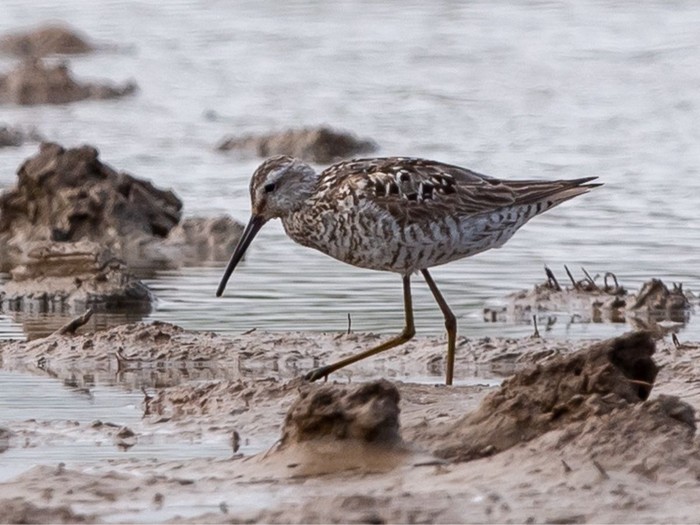 Stilt Sandpiper