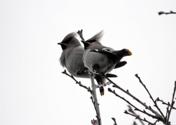 Waxwing
