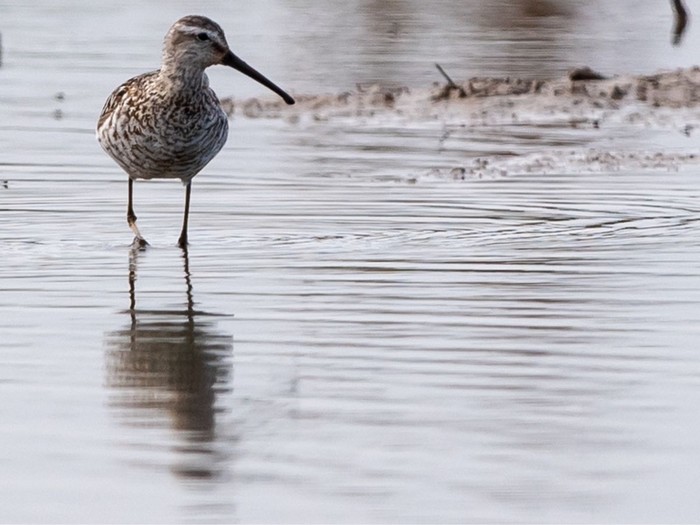 Stilt Sandpiper