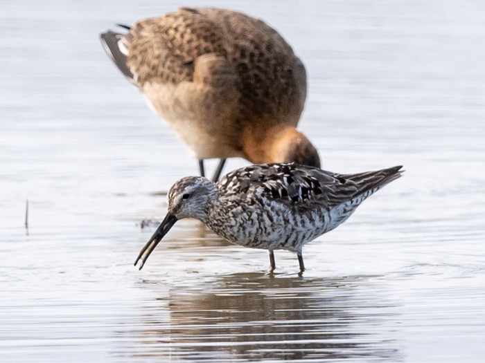 Stilt Sandpiper