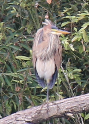 Purple Heron 