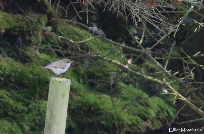 Arctic Warbler