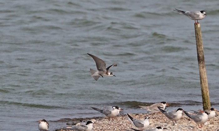 American Black Tern