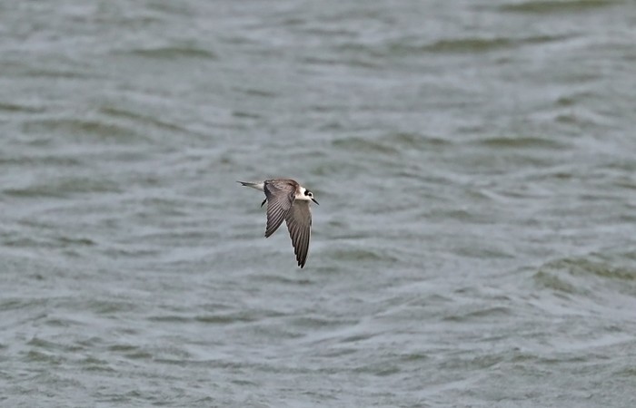 American Black Tern