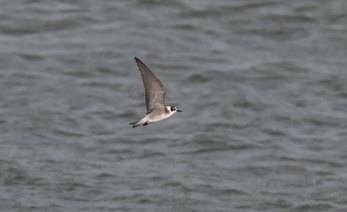 American Black Tern