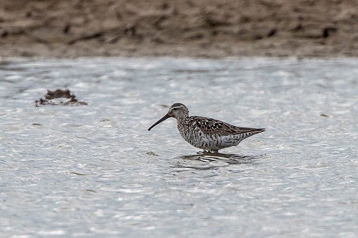 Stilt Sandpiper