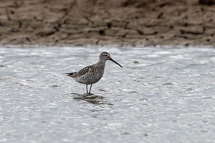 Stilt Sandpiper