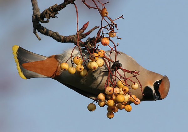 Waxwing