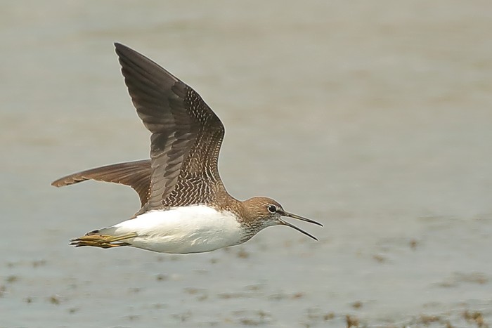 Green Sandpiper