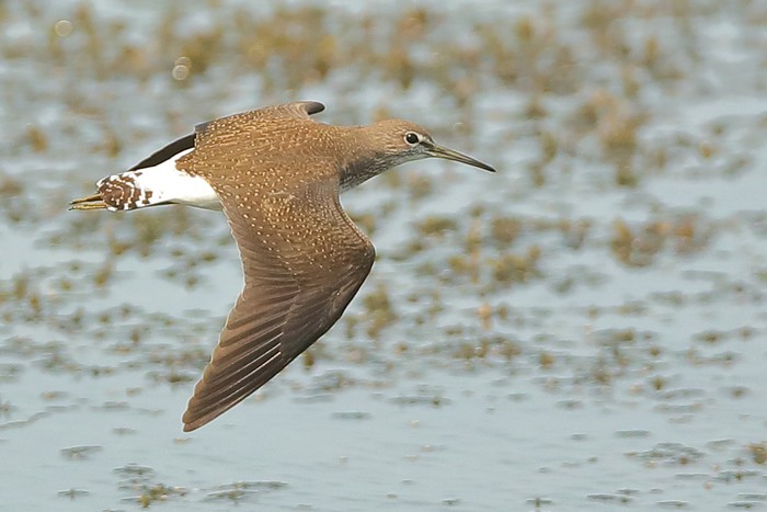 Green Sandpiper