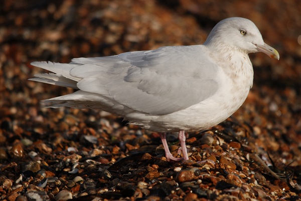 Glaucous Gull