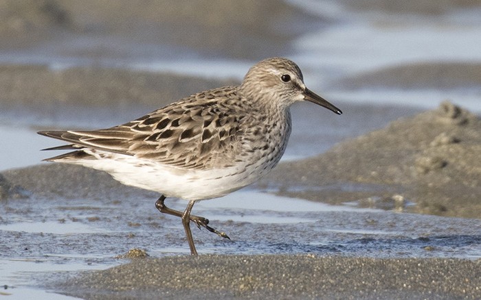 White-rumped Sandpiper