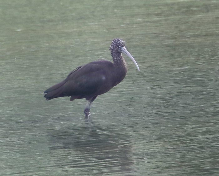 Glossy Ibis