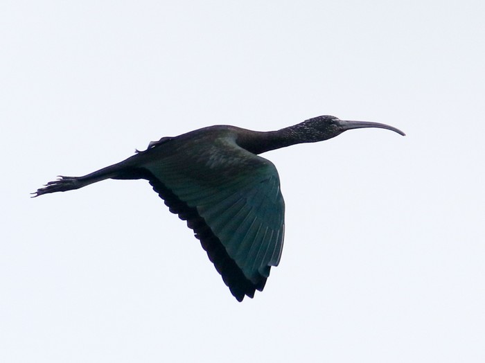 Glossy Ibis