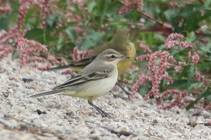 Yellow Wagtail