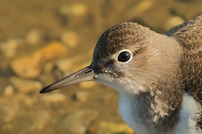 Common Sandpiper
