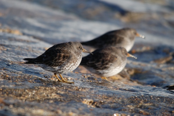 Purple Sandpiper