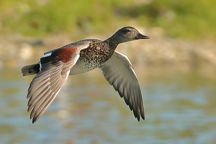 Gadwall